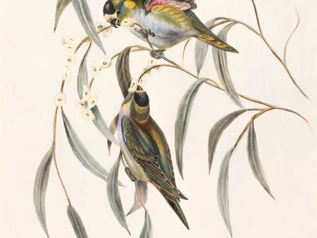 Vi tiếu thanh đàm