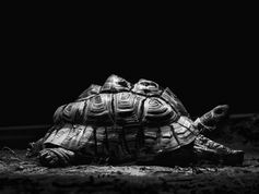 Samen