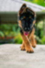 Young German Shepherd with early signs of arthritis in joints