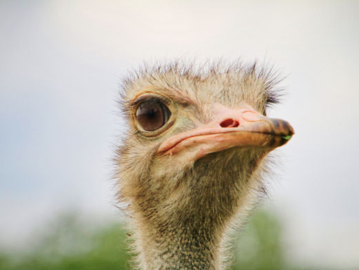 The man and the ostrich story 🤣😂