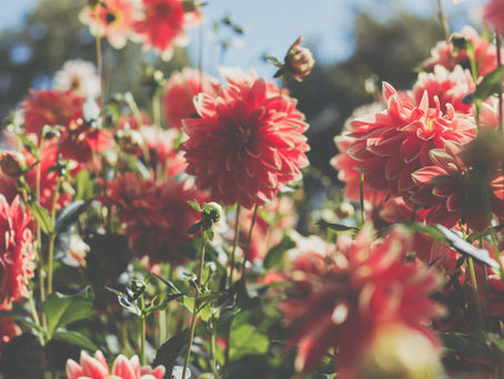 red dahlias growing in a field