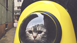 Helping Your New Cat Adjust to Your Home