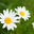 Writer: Meandering Daisy