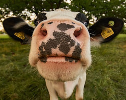Youth Beef Show