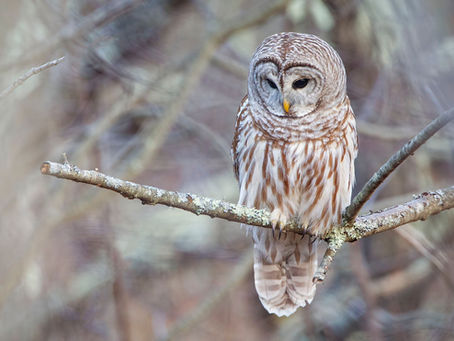 The Owl of the Glade