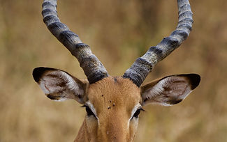 12 Days – Ultimate Serengeti Wildebeest Migration Safari & Zanzibar