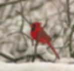"The Christmas Bird Count Marathon" - Building Better Birders Series