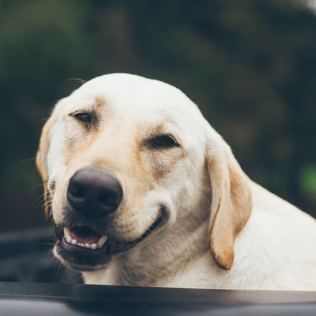 Kidney Failure in Canines