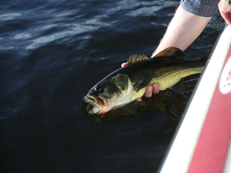 Bass