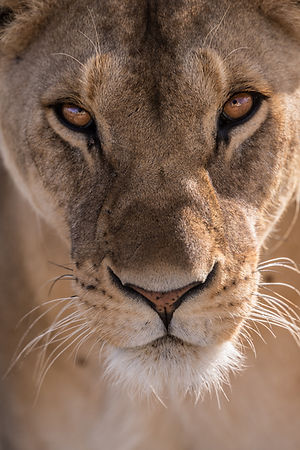 Image by jean wimmerlin