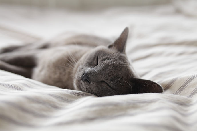 A Cat Resting