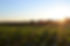 Sunlight shining over a green field with trees in the distance