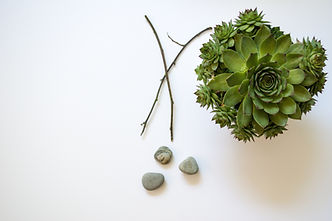 Image by Vanessa Bucceri