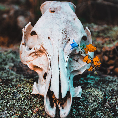Image by Emily Goodhart