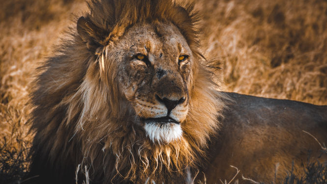 Eure erste Safari in Afrika: 15 Tipps und Etiquetten, die Ihr unbedingt kennen solltet! 