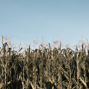 Image by Julia Bielawska