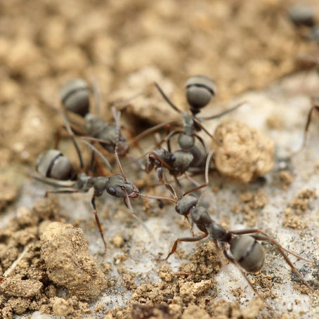 Pest Control in Murrieta: The Top 3 Ant Invaders