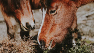 Lessons from the Herd: When Fear Is Loud, Wisdom Whispers.