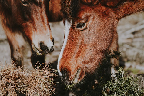 Image by Annie Spratt