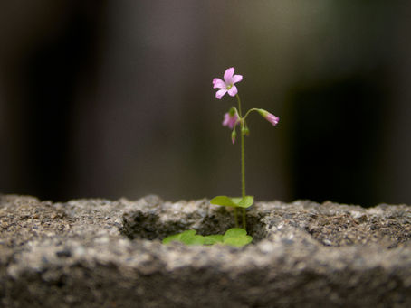 Bouncing Back Stronger: Cultivating Resilience in the Face of Life's Challenges