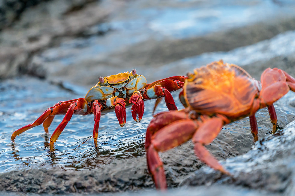 Image by Rod Long