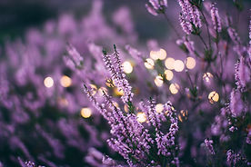 Image by Daiga Ellaby