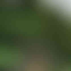 Woman walking a hanging bridge