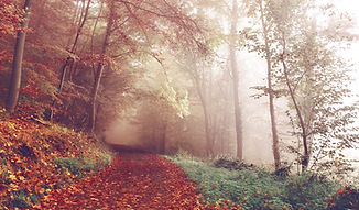 Paysage en tenue d’automne parés de jaune, ocre et rouge.