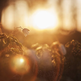 Image by Ilja Tulit