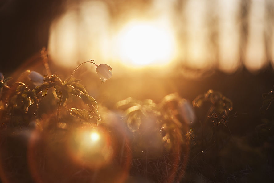 Image by Ilja Tulit