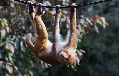 Image by Stephen Tafra