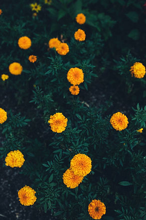 Image by Wes Hicks