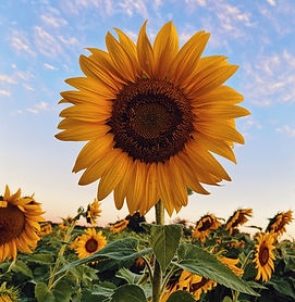 A single sunflower stem in a garden of sunflowers.