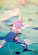 Image de Saffu