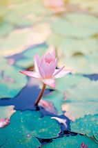 Image by Saffu