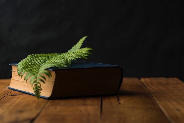 A leaf on top on a book