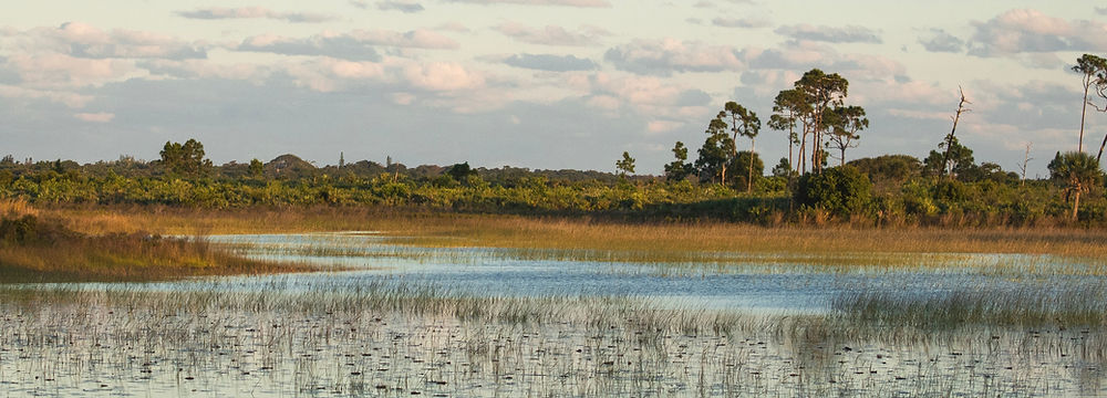Marsh area