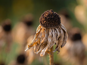 ¿Qué es El Niño? Se prevé que el fenómeno provoque un calor récord en los próximos años