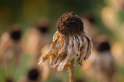 photo of a dried flower