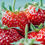 Thumbnail: Strawberry Dark Balsamic