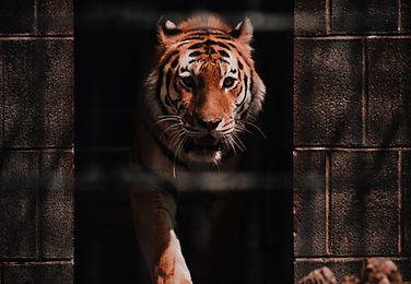 Image by Levi Ventura