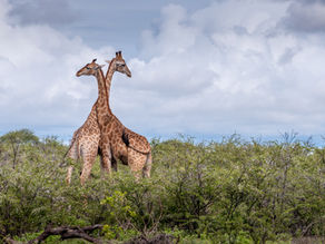 Why You Should Book Tanzania Safari in an Advance