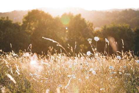 SOUTH WEST WILDFLOWER TRAIL
