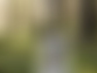ticks