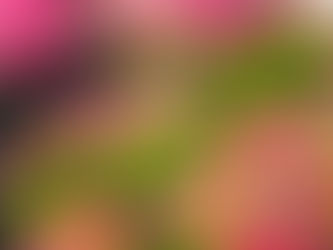 Chelsea Flower Show 2026