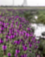 Valley of Flowers: Kaas Satara
