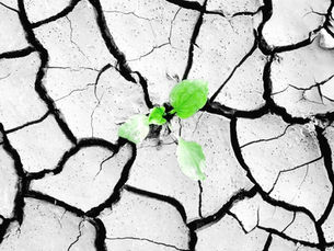 A small green plant emerges resiliently from cracked, arid ground, symbolizing strength, resilience and guidance in business development. ניצן ירוק קטן צומח בעמידה מתוך אדמה סדוקה וצחיחה, ומסמל כוח, חוסן והכוונה בפיתוח עסקי.