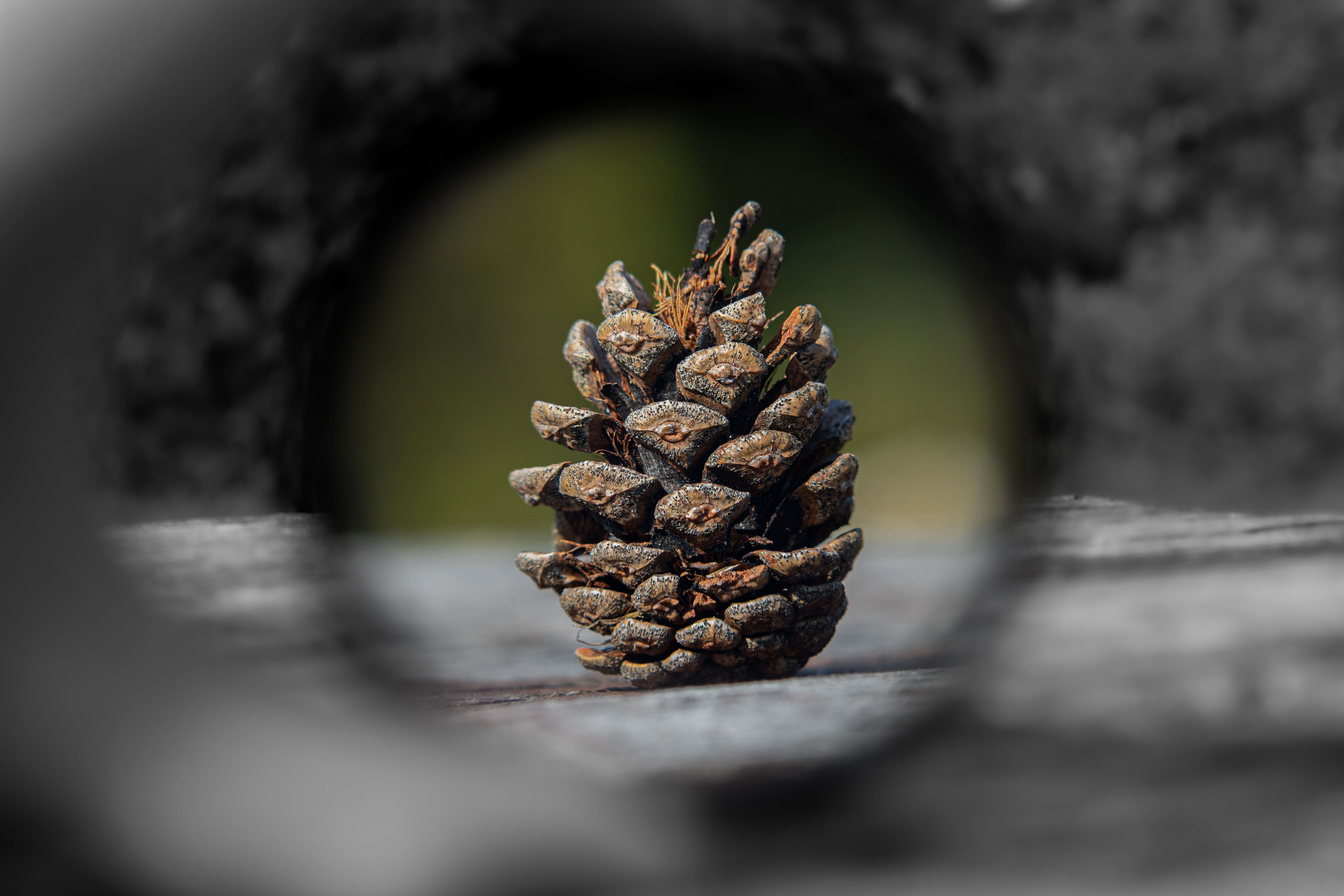 Little Woodlander Kit - Explorer