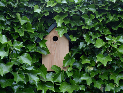 Hidden birds' house in the greens