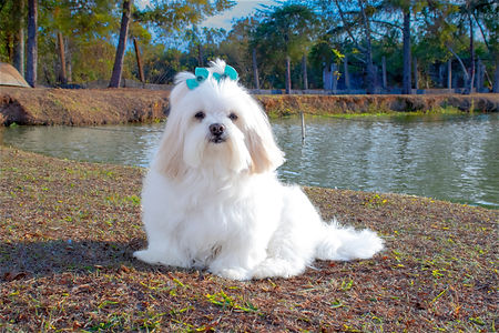 Buy Lhasa Apso Online | Pets Shopping Platform | Nearby Pets India